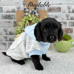 Dustin-Non Furnished - Black male Goldendoodle puppy in Taylor, Michigan from Mi Best Doodle Ever, LLC