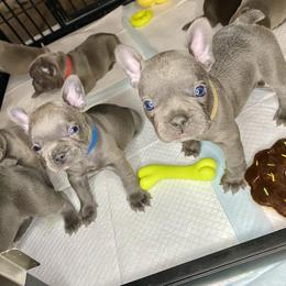 French Bulldog Puppies from Fabled Frenchies