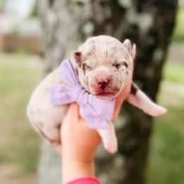 Focaccia - Merle female Pomsky puppy in Cleveland, Ohio from Lake Point Pomskies