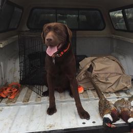 Labrador Retriever All Grown Up from Rocky Mountain Dogs - Utah