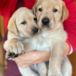 Labrador Retrievers from Katydid Farm