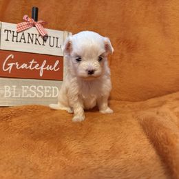Molly - White female Maltese puppy in Asheville, North Carolina from TCBs Glowing Maltese