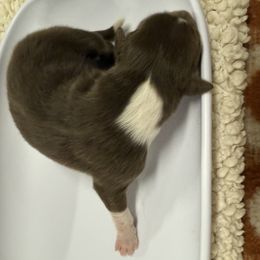 Australian Shepherd Puppies from francoise Long