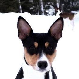 Mable - Rat Terrier