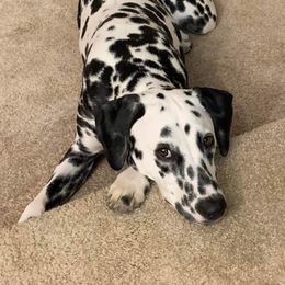 Basset Hound and Dalmatian Puppies from Lazy B Bassets and Dalmatians