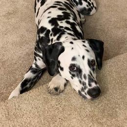 Basset Hound and Dalmatian Puppies from Lazy B Bassets and Dalmatians