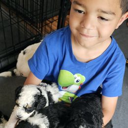 Bernedoodle Puppies from So Adoodable