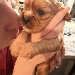 Cavalier King Charles Spaniel and Cavapoo Puppies from Unicorn Tears and Cavaliers