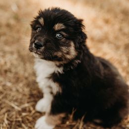 Australian Shepherd Puppies from Russell Ranch Aussies