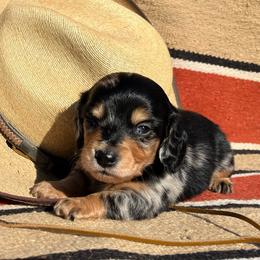 Dapple boy1 - Dapple male Dachshund puppy in Paris, Texas from Michel Creek Kennel