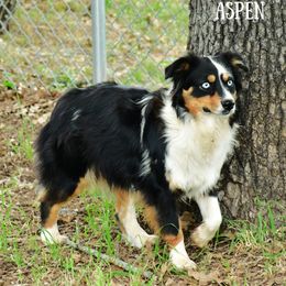 Aspen - Blue merle female Australian Shepherd puppy in Ranger, Texas from Outback Mini Aussies