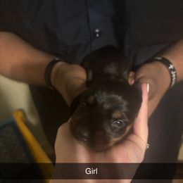 Girl 1 - Black and tan female Dachshund puppy in Belton, South Carolina from Wideners Dachshunds