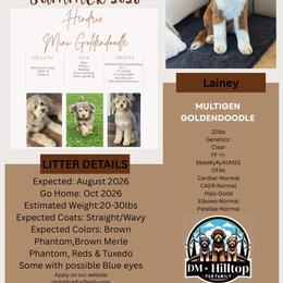 Goldendoodle puppies from DM Hilltop FURfamily