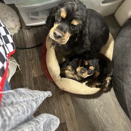 Cocker Spaniel Puppies from Cockers of Country Lane