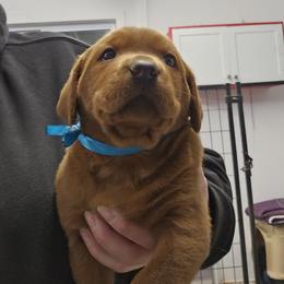 Denver - Yellow female Labrador Retriever puppy in Sidney, Nebraska from Nebraska Strong Labradors
