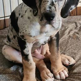 Duppy - Merle Great Dane puppy in Bay Shore, New York from Gentle Giant Companions