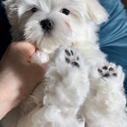 Maltese Puppies from Platinum Dunes Maltese