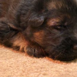 Female 3 (Full AKC) - Black and red female German Shepherd puppy in Winchester, Kentucky from Drache Feld