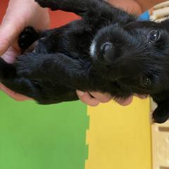 Scottish Terrier Puppies from Mary’s Scotty’s of Yorba