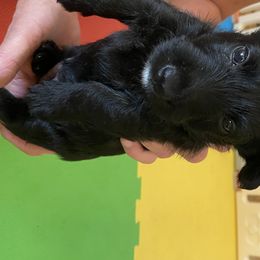 Scottish Terrier Puppies from Mary’s Scotty’s of Yorba