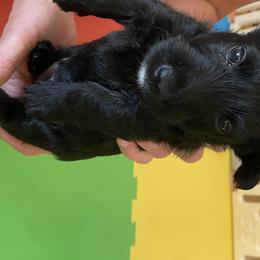 Scottish Terrier Puppies from Mary’s Scotty’s of Yorba