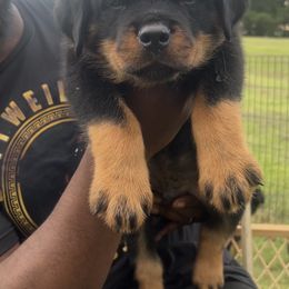 Rottweiler Puppies from Rottweilers Vom Haus Forte