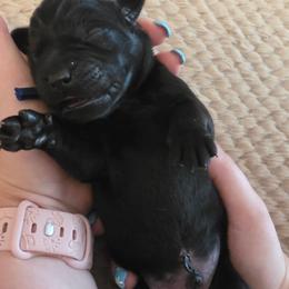 Boy 1 - Black male Labrador Retriever puppy in Oxford, Georgia from Cornish Mountain Labradors