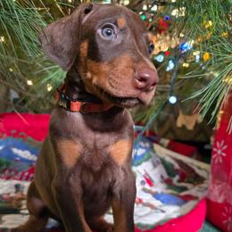 Orange collar red male - Red and rust male Doberman Pinscher puppy in Houston, Texas from Draggin Dobermans & Great Danes