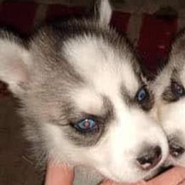 Siberian Huskies from P5 Kennel