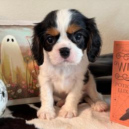 Lenny - Tri-color male Cavalier King Charles Spaniel puppy in Kidder, South Dakota from Continental Cavaliers