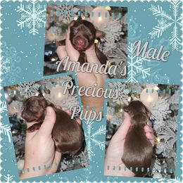 Chocolate Male - Chocolate and tan male Yorkshire Terrier puppy in Wartburg, Tennessee from Amanda's Precious Pups