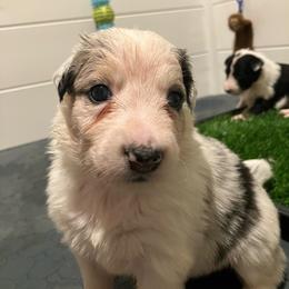 Cork - Blue merle male Border Collie puppy in Holden, Missouri from Spotted Feather Farm