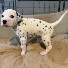 Domino - White and black male Dalmatian puppy in Mesa, Arizona from Lauren's Dalmatians
