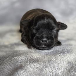 Butch - Chocolate and tan male Shih Tzu puppy in Ronda, North Carolina from Willow River