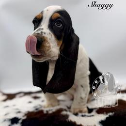 Shaggy - Black white and brown male Basset Hound puppy in Dingess, West Virginia from Tuckers' Howling Hounds
