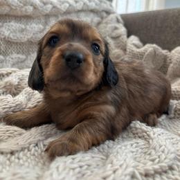 Clara - Red female Dachshund puppy in Mesa, Arizona from Ruby Desert Doxies