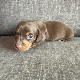 Marshal - Chocolate and tan male Dachshund puppy in Tonopah, Arizona from Brandie's Dachshunds