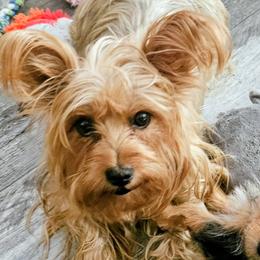 Charmin - Yorkshire Terrier
