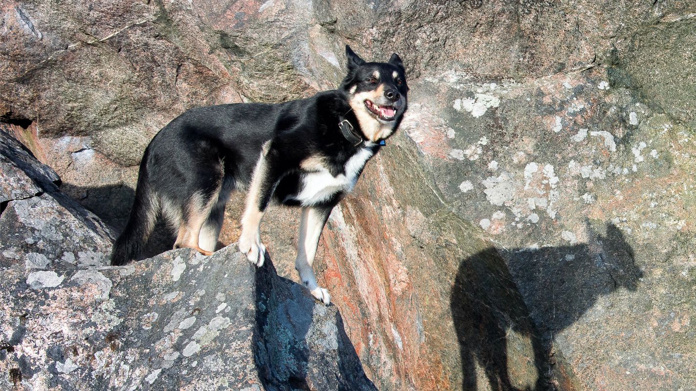 Lapponian Herder