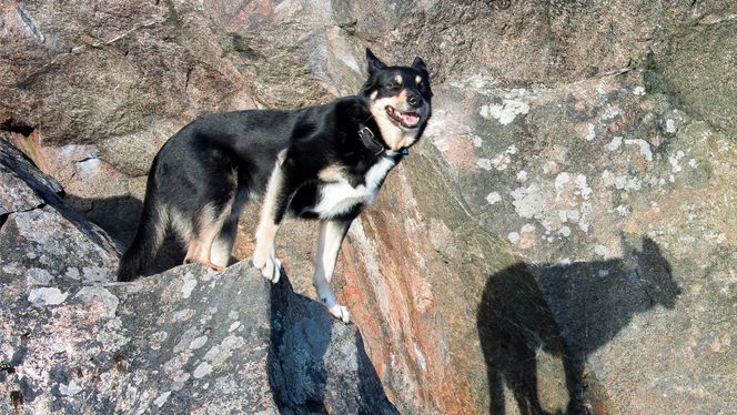 Lapponian Herder