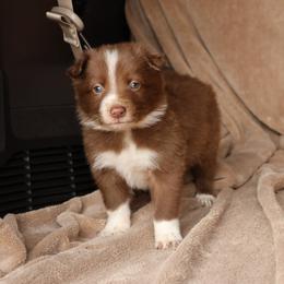 Tanner - AKC Reg - Red male Border Collie puppy in Courtland, Alabama from C Bar C Ranch Border Collies