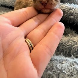 Chihuahua Puppies from Hawk's Eye Homestead