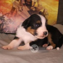 Lalah - Black tri-color female Australian Shepherd puppy in Colorado Springs, Colorado from Dawn 2 Dusk Ranch
