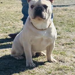 French Bulldog puppies from Bomb City Bulldogs