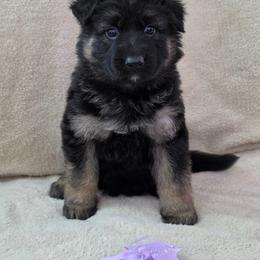 Purple Collar - Black and red female German Shepherd puppy in Louisville, Ohio from Crooked River German Shepherds
