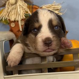 3 - Red tri male Miniature Australian Shepherd puppy in Cedar Creek, Texas from Rowdy Ranch Tx