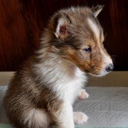 Nimue - Sable merle and white female Collie puppy in Malvern, Arkansas from Lost Acres Collies