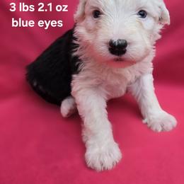 Margo - Gray and white female Old English Sheepdog puppy in Sutherlin, Oregon from Sapphire Eyes Sheepdogs