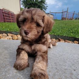 Clay - Brown male Schnoodle puppy in Lathrop, Missouri from RR Schnoodles