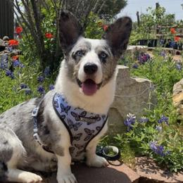 Cardigan Welsh Corgis from Barbara's Corgis